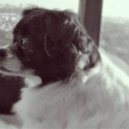 monochrome portrait dog blackandwhite