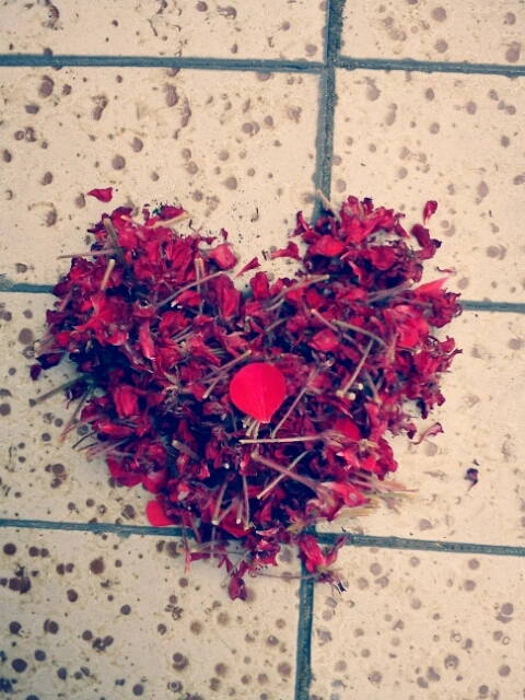 #truelove #flower  #red