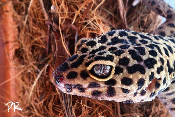 #wppanimals #gecko #reptile #eyes