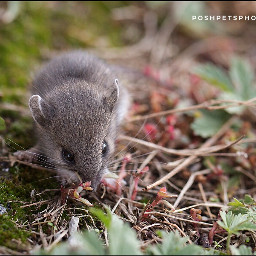 shrew critters rodent